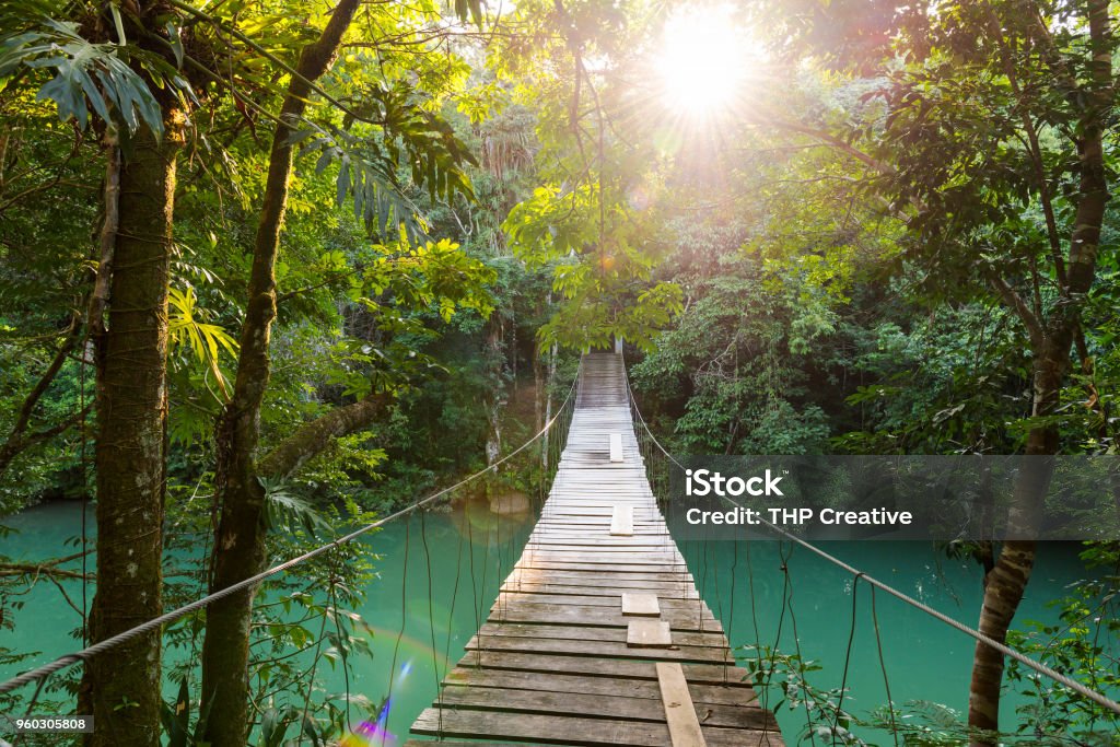 Tranquil Forest Footbridge Discovery footbridge over river in tranquil forest Belize Stock Photo