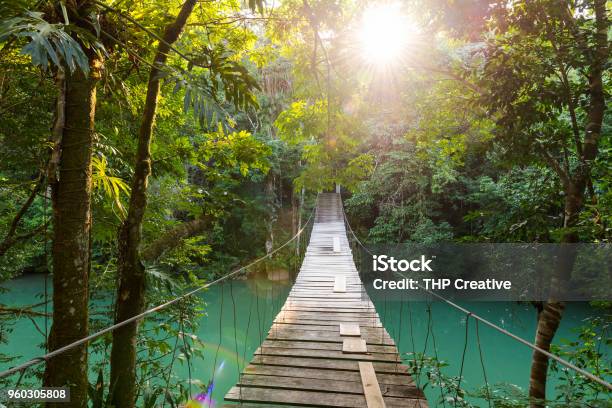 Tranquil Forest Footbridge Stock Photo - Download Image Now - Belize, Rainforest, Bridge - Built Structure