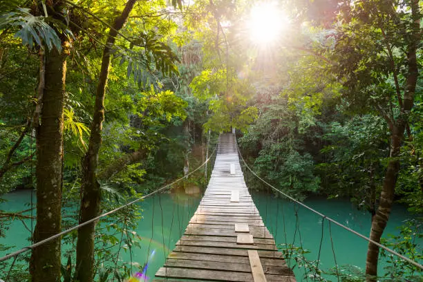 Discovery footbridge over river in tranquil forest