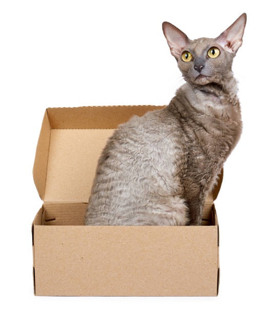gato doméstico em caixa de papelão isolado no fundo branco, oriental cornish rex gatinho - beautiful outdoors vertical close up - fotografias e filmes do acervo