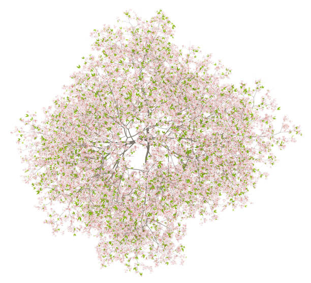 istock top view of flowering cherry tree isolated on white background 960316482