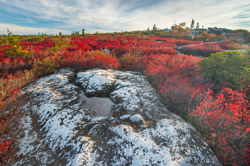 Autumn morning on Dolly Sods West Virginia