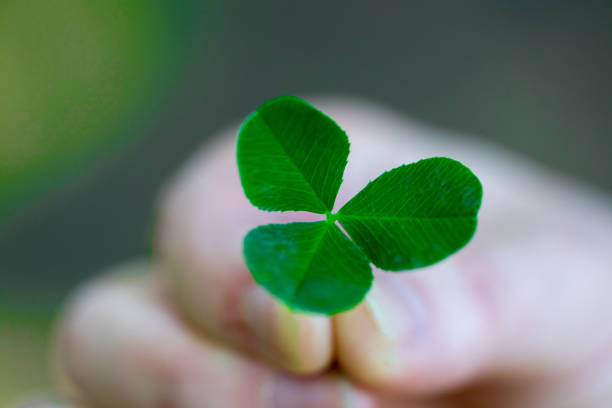 istock Hand holding a green clover leaf close up 960316606