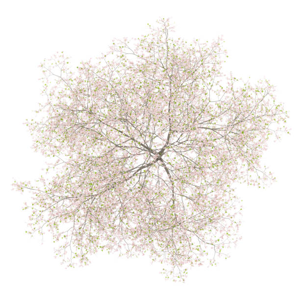 istock top view of flowering cherry tree isolated on white background 960316730