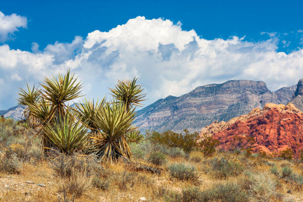 rośliny yucca w red rock canyon w południowej nevadzie - nevada desert landscape cactus zdjęcia i obrazy z banku zdjęć