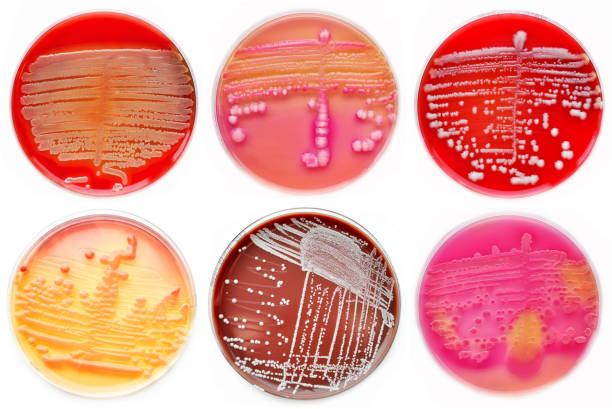 misto di colonie batteriche nella piastra di petri - coccus foto e immagini stock