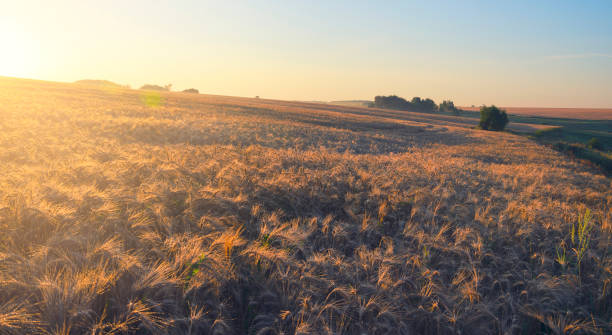 istock Wheat field on a background of setting sun. Bright warm sunlight at sunset. 960321178