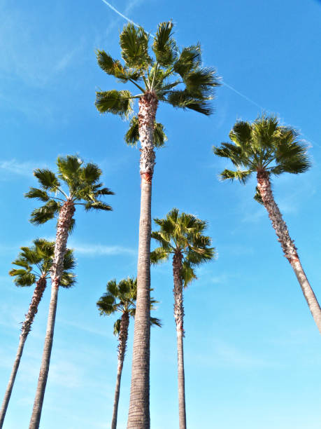 istock Tropical Palm Trees Clear Blue Sky 960321460