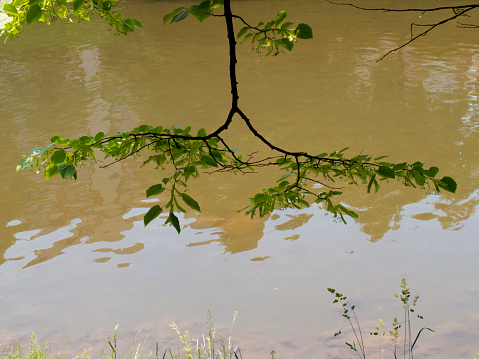 A tree trunk above the river. The tree branch looks like wings because both sides are symmetrical. The river is brown because of the land it brings melted snow from the surrounding mountains in the spring.