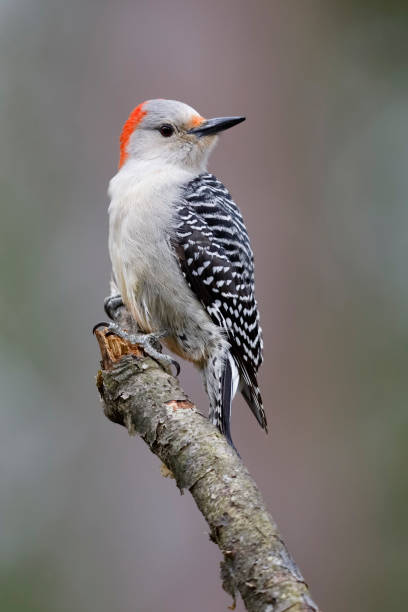 istock Female Red-bellied Woodpecker perched on a tree branch 960322016