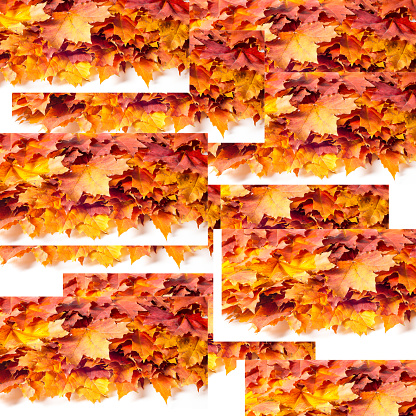 Drawing background, texture. Leaves of autumn maple. background of fallen autumn leaves