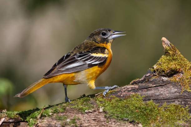 istock Immature Male Baltimore Oriole perched on a mossy log 960322106
