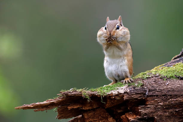 Eastern Chipmunk with its cheek pouches full of food Eastern Chipmunk (Tamias striatus) standing on a mossy log with its cheek pouches full of food - Lambton Shores, Ontario, Canada squirrel stock pictures, royalty-free photos & images