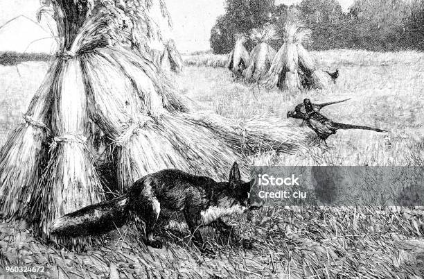 A Fox Hunting Pheasants Stock Illustration - Download Image Now - Archival, Illustration, Old-fashioned