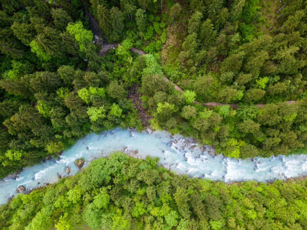 fleuve d’eau vive dans une forêt de printemps vert (steyr, haute-autriche) - torrent photos et images de collection