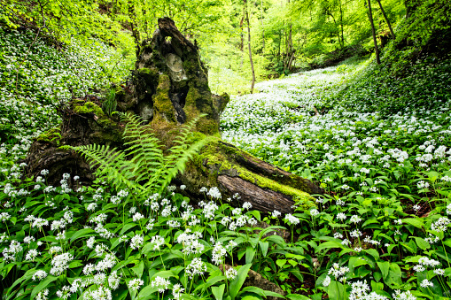 Background with a sunny forest green glade with white primroses and small flowers. Freshness and happiness concept. Lots of sun and light. Spring forest.