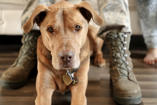 Brown golden pitbull dog in front of military man
