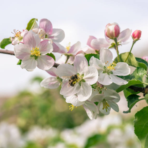 色の白い花の満ちているアップル ツリー小枝と写真と白とピンク色の芽のいくつかの正方形します。1 つの蜂が花に、花の蜜を収集します。葉が緑です。 - bee apple tree flower single flower ストックフォトと画像