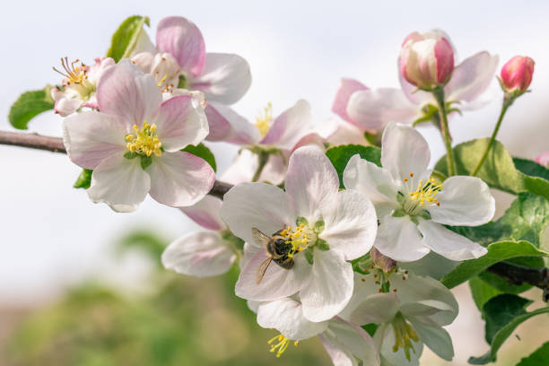 白い色と白とピンクの色でいくつか芽と花の満ちているアップル ツリー小枝と水平の写真。1 つの蜂が花に、花の蜜を収集します。葉が緑です。 - bee apple tree flower single flower ストックフォトと画像