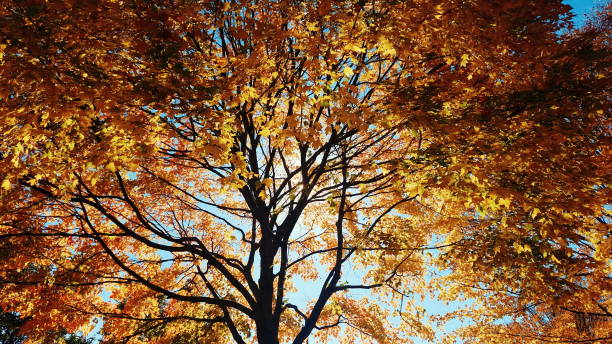 istock Colorful Autumn Leaves 960333016