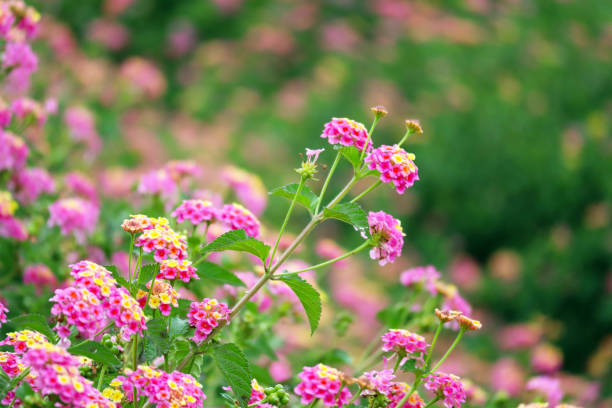 istock Colorful Flowers with Green Background 960333094