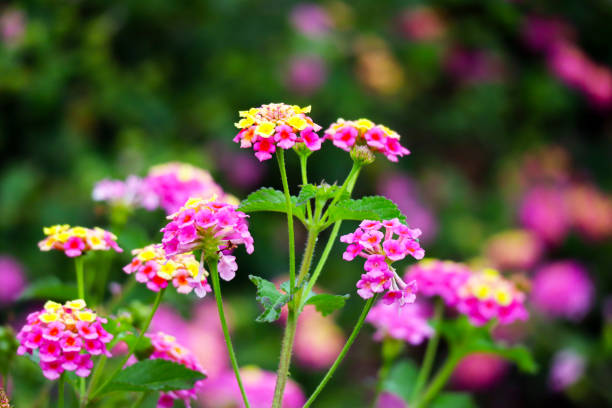 istock Colorful Flowers with Green Background 960333294