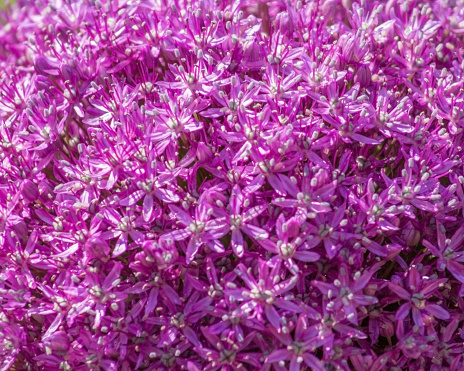 This is a close-up of the head of a purple allium bloom (ornamental onion) showing its multitude of tiny clustered flowers.