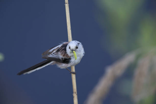istock long-tailed tit (Aegithalos caudatus) perched on a reed branch with food for their young. 960337020