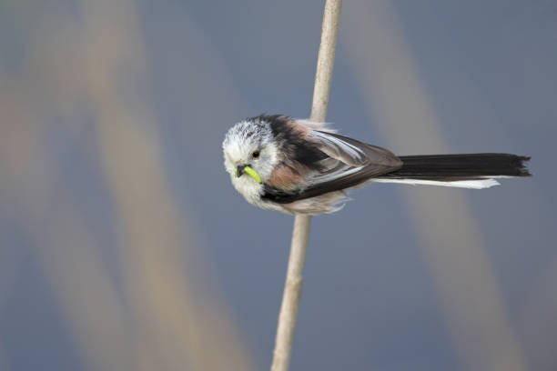 istock long-tailed tit (Aegithalos caudatus) perched on a reed branch with food for their young. 960337044