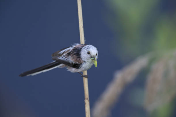 istock long-tailed tit (Aegithalos caudatus) perched on a reed branch with food for their young. 960337096