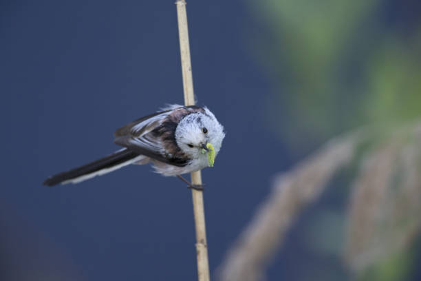 long-tailed tit (Aegithalos caudatus) perched on a reed branch with food for their young.