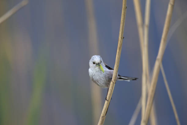 long-tailed tit (Aegithalos caudatus) perched on a reed branch with food for their young.