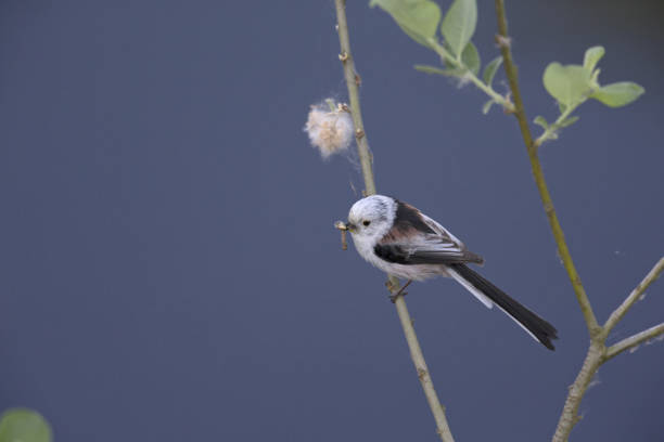 long-tailed tit (Aegithalos caudatus) perched on a reed branch with food for their young.