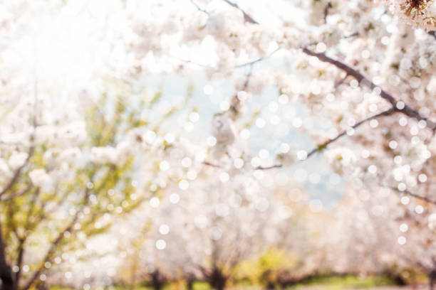Branch with blossoms. Isolated on white background