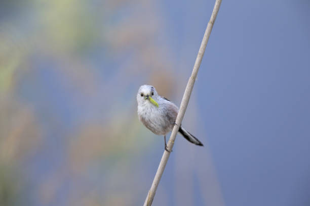 istock long-tailed tit (Aegithalos caudatus) perched on a reed branch with food for their young. 960337200