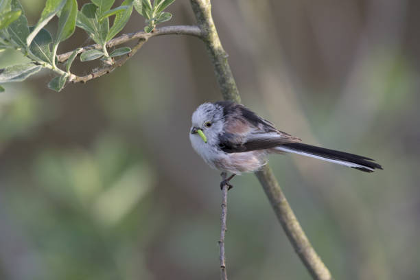 istock long-tailed tit (Aegithalos caudatus) perched on a reed branch with food for their young. 960337272