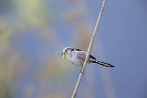 istock long-tailed tit (Aegithalos caudatus) perched on a reed branch with food for their young. 960337330