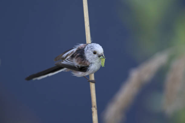istock long-tailed tit (Aegithalos caudatus) perched on a reed branch with food for their young. 960337354