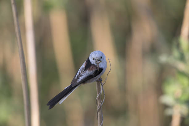 long-tailed tit (Aegithalos caudatus) perched on a reed branch with food for their young.