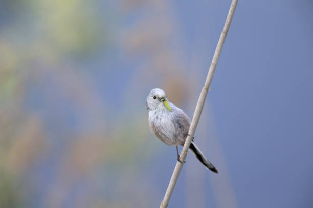 istock long-tailed tit (Aegithalos caudatus) perched on a reed branch with food for their young. 960337434