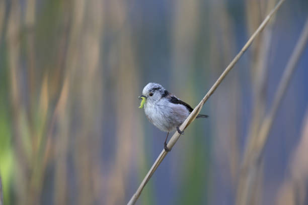 istock long-tailed tit (Aegithalos caudatus) perched on a reed branch with food for their young. 960337488