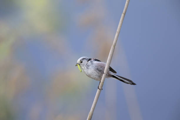 long-tailed tit (Aegithalos caudatus) perched on a reed branch with food for their young.