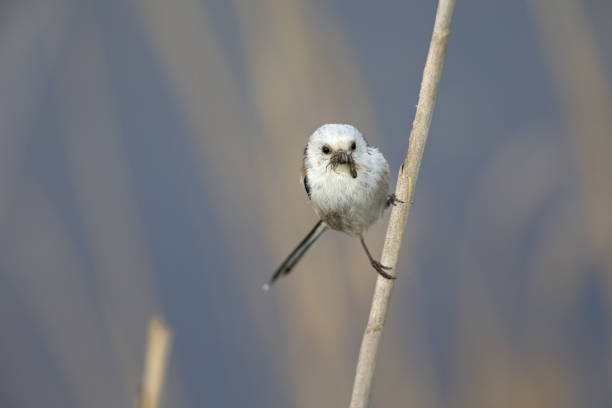 istock long-tailed tit (Aegithalos caudatus) perched on a reed branch with food for their young. 960337528
