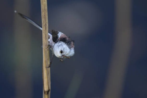 long-tailed tit (Aegithalos caudatus) perched on a reed branch with food for their young.