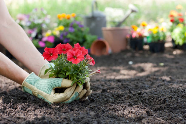 Woman planting spring Petunia flowers in her garden stock photo