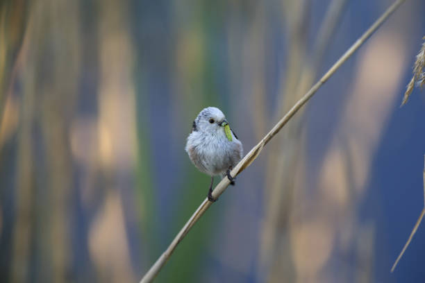 istock long-tailed tit (Aegithalos caudatus) perched on a reed branch with food for their young. 960337602