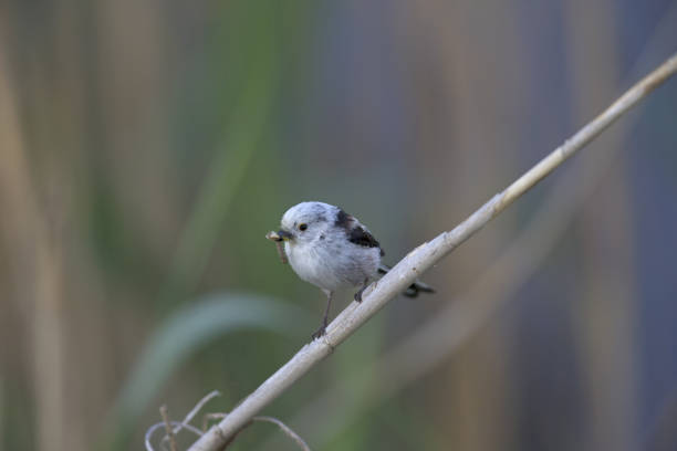 istock long-tailed tit (Aegithalos caudatus) perched on a reed branch with food for their young. 960337640
