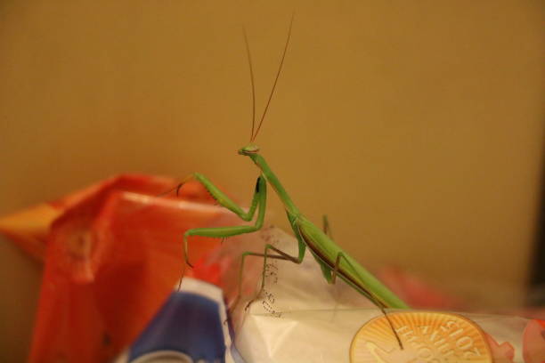 istock Beetle mantis climbed into the house - an unexpected guest in our bathroom. 960337700