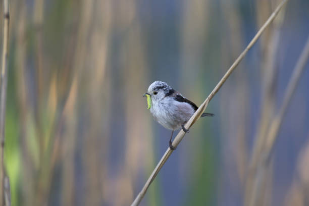 istock long-tailed tit (Aegithalos caudatus) perched on a reed branch with food for their young. 960337736