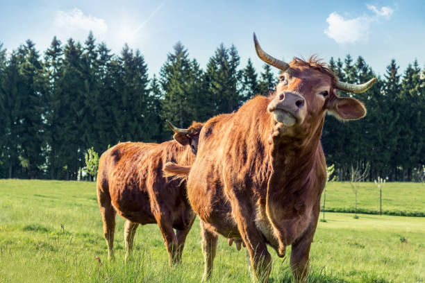 istock Close-up of cows in summer 960338466